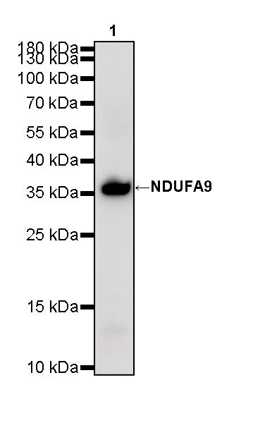 NDUFA9 Recombinant Mouse mAb (S-5382)