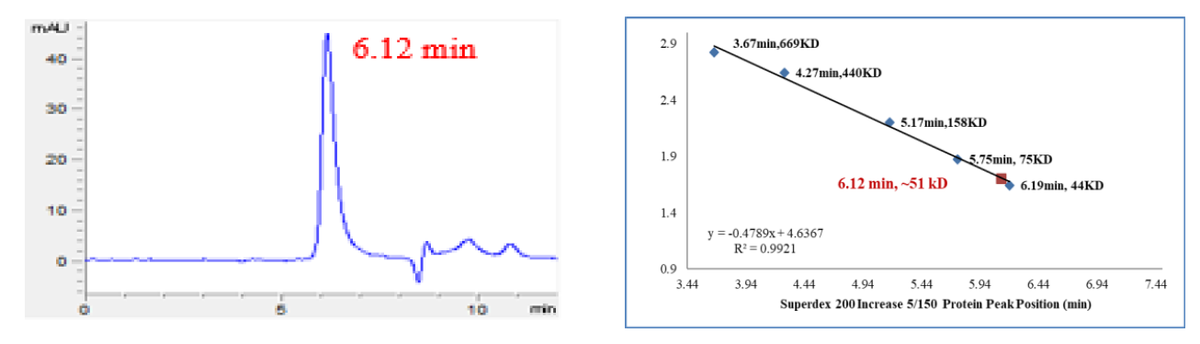 CDK6 Protein