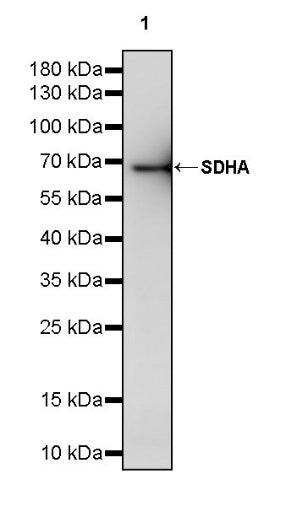 SDHA Recombinant Rabbit mAb (S-1458-43)