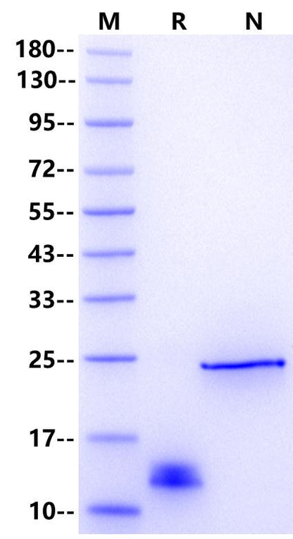 Activin A Protein, Human/Mouse/Rat (High Active）
