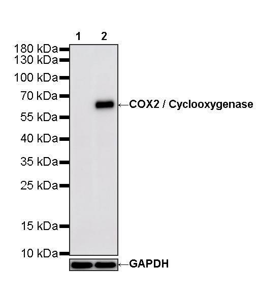 COX2 / Cyclooxygenase Recombinant Rabbit mAb (S-5952)