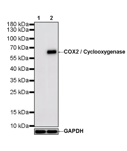 COX2 / Cyclooxygenase Recombinant Rabbit mAb (S-5952)