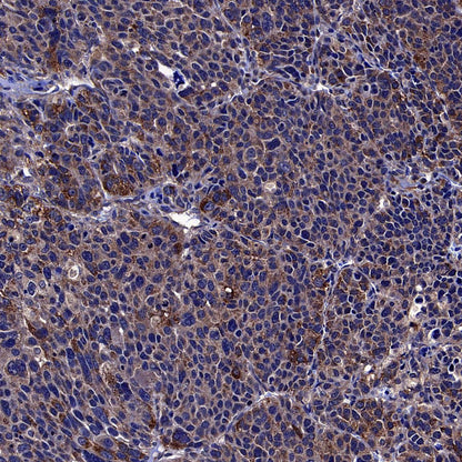 MMP3 Recombinant Rabbit mAb