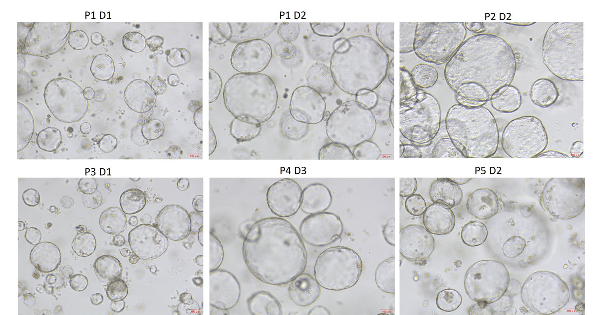 EGF Protein, Mouse
