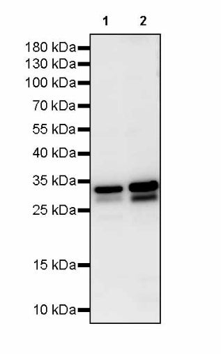 VDAC1 + VDAC2 + VDAC3 Rabbit Polyclonal Antibody