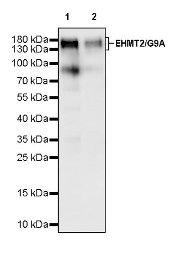 EHMT2/G9A Recombinant Rabbit mAb (S-2232-3)