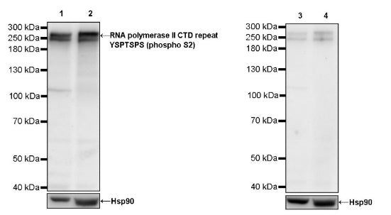 RNA polymerase II CTD repeat YSPTSPS (phosphor S2) Recombinant Rat mAb (S-R199)