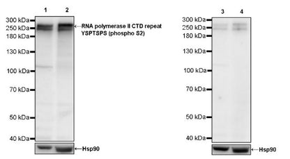 RNA polymerase II CTD repeat YSPTSPS (phosphor S2) Recombinant Rat mAb (S-R199)