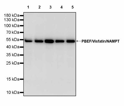 PBEF/Visfatin/NAMPT Rabbit Polyclonal Antibody