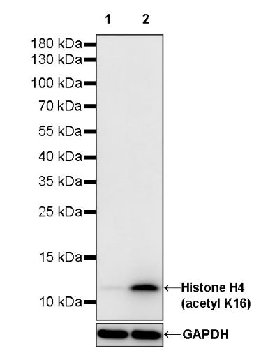 Histone H4 (acetyl K16) Recombinant Rabbit mAb (S-1482-12)