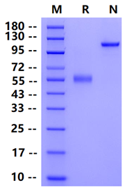 Biotinylated CD40 Fc&Avi Tag Protein, Human