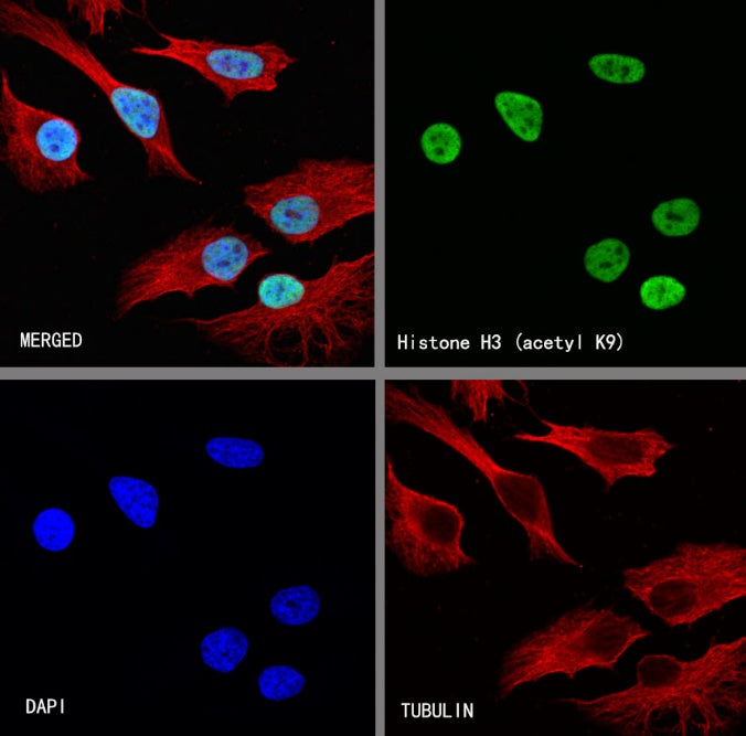 Histone H3 (acetyl K9) Rabbit polyclonal antibody