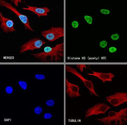 Histone H3 (acetyl K9) Rabbit polyclonal antibody