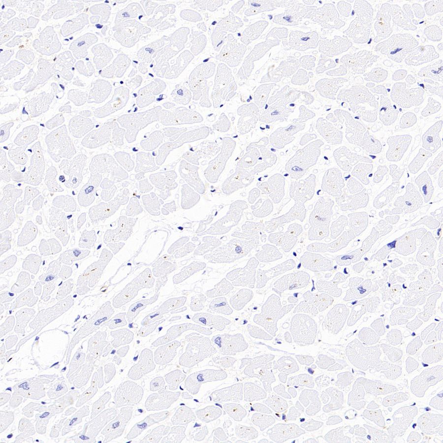 CD98/SLC3A2 Recombinant Rabbit mAb (SDT-2038-19)