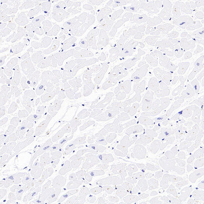 CD98/SLC3A2 Recombinant Rabbit mAb (SDT-2038-19)