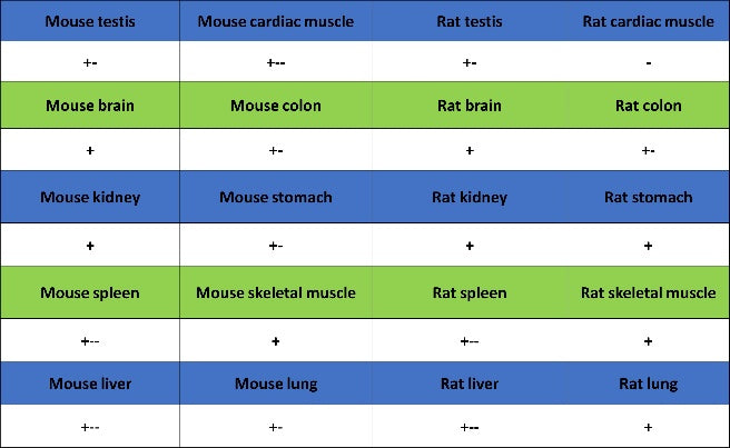 GABARAP Recombinant Rabbit mAb (S-2372-47)