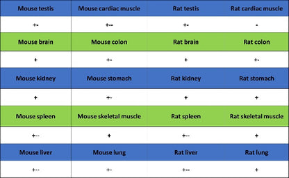 GABARAP Recombinant Rabbit mAb (S-2372-47)