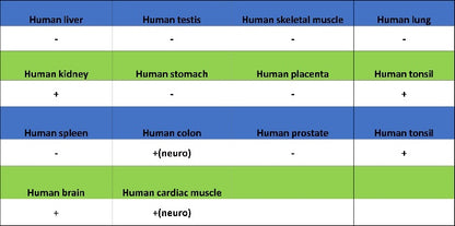 LICAM Recombinant Rabbit mAb (SDT-2594-39)