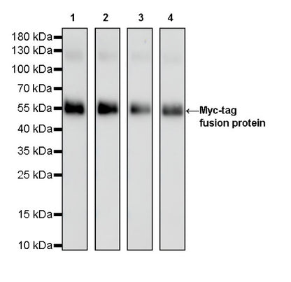 S-RMab® Myc tag Recombinant Rabbit mAb (S-114-13)