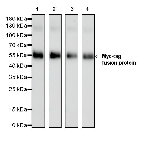 S-RMab® Myc tag Recombinant Rabbit mAb (S-114-13)