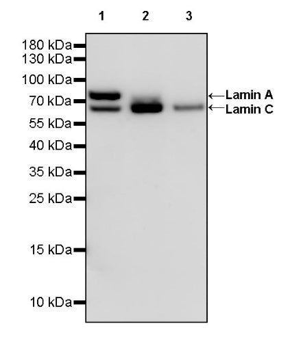 Lamin A/C Recombinant Rabbit mAb (HRP Conjugate) (SDT-R041)