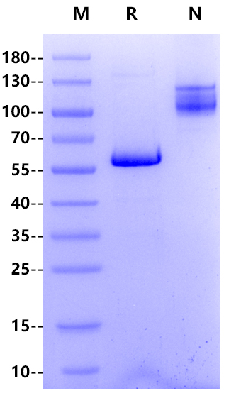 CD5(159-372) Fc Chimera Protein, Human