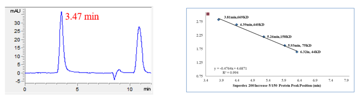 USP20 Protein