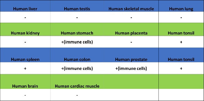 BTK Recombinant Rabbit mAb (SDT-2105-37)