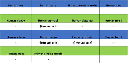BTK Recombinant Rabbit mAb (SDT-2105-37)