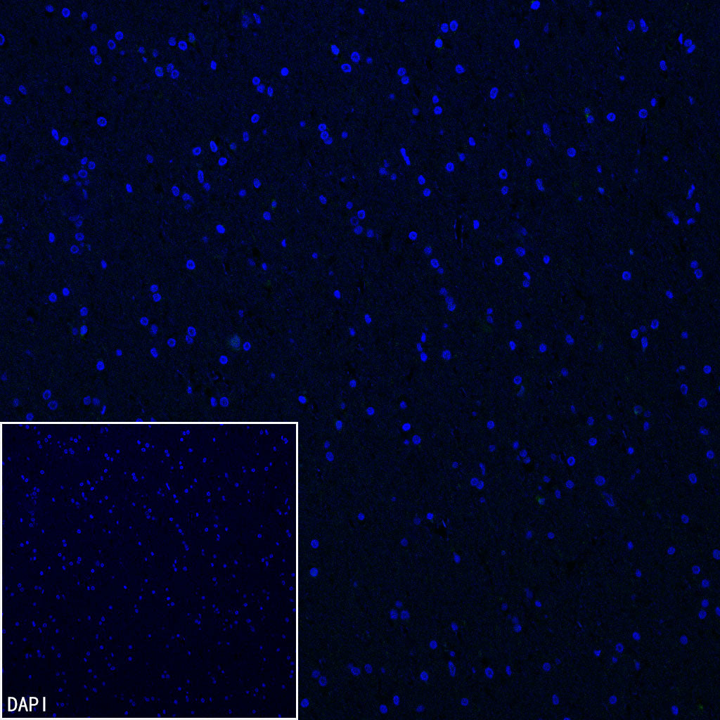 ARR3 Recombinant Rabbit mAb (S-3290-27)