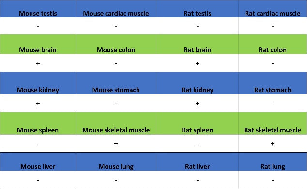 Parvalbumin Recombinant Rabbit mAb (S-1620-10)