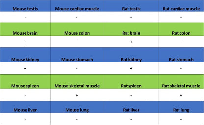 Parvalbumin Recombinant Rabbit mAb (S-1620-10)