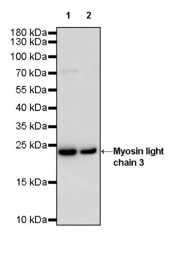 Myosin light chain 3 Recombinant Rabbit mAb (S-664-75)