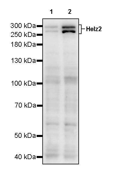 Helz2 Recombinant Rabbit mAb (S-3658-55)