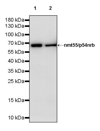 nmt55/p54nrb Recombinant Rabbit mAb (S-1745-48)
