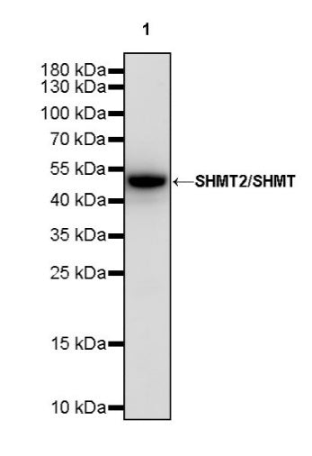SHMT2/SHMT Recombinant Rabbit mAb (S-1581-5)