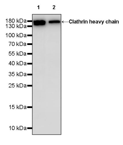 Clathrin heavy chain Recombinant Rabbit mAb (S-1690-26)