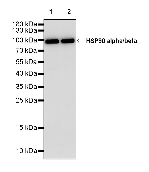 HSP90 alpha/beta Recombinant Mouse mAb (S-5282)