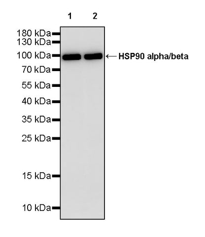 HSP90 alpha/beta Recombinant Mouse mAb (S-5282)