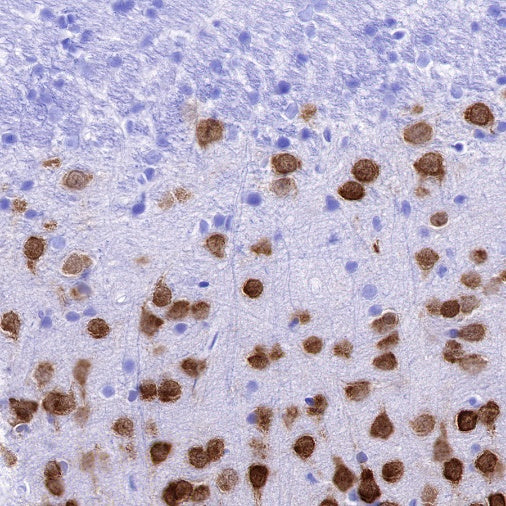 NeuN Recombinant Rabbit mAb (S-392-1)