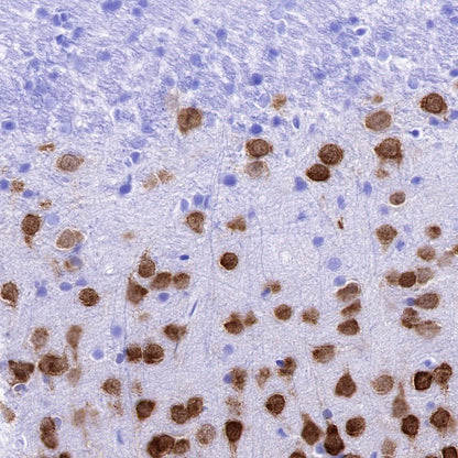 NeuN Recombinant Rabbit mAb (S-392-1)