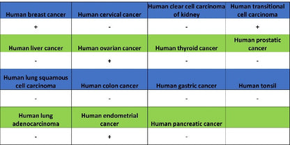 Collagen I Recombinant Rabbit mAb (S-1473-5)