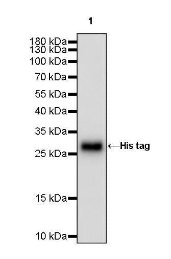 His tag Rabbit Polyclonal Antibody