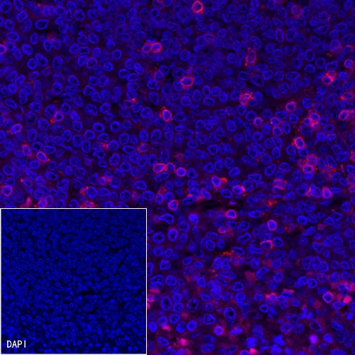 CD3 epsilon Recombinant Rabbit mAb (Alexa Fluor® 555 Conjugate) (S-241-49)