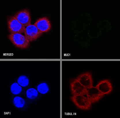 S-RMab® MUC1/EMA Recombinant Rabbit mAb (SDT-776-49)