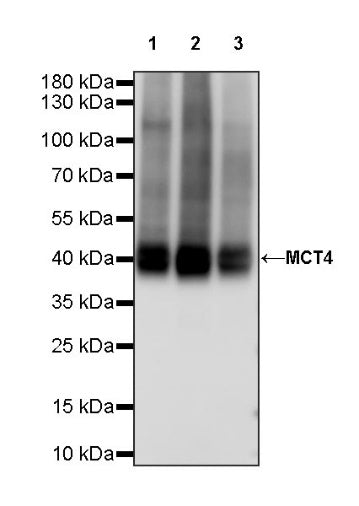 S-RMab® MCT4 Recombinant Rabbit mAb (S-1437-7)