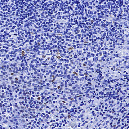 CEBPA Recombinant Rabbit mAb (S-3629-33)