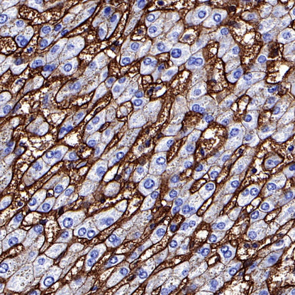 Integrin beta1/CD29 Recombinant Rabbit mAb (SDT-255-52)