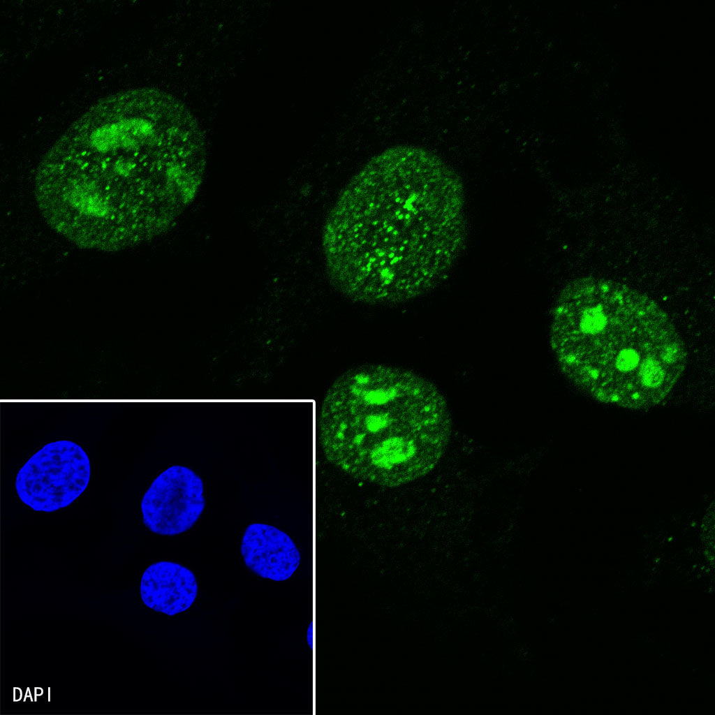 Ki67 Mouse mAb ,PBS Only (SDT-606-33)