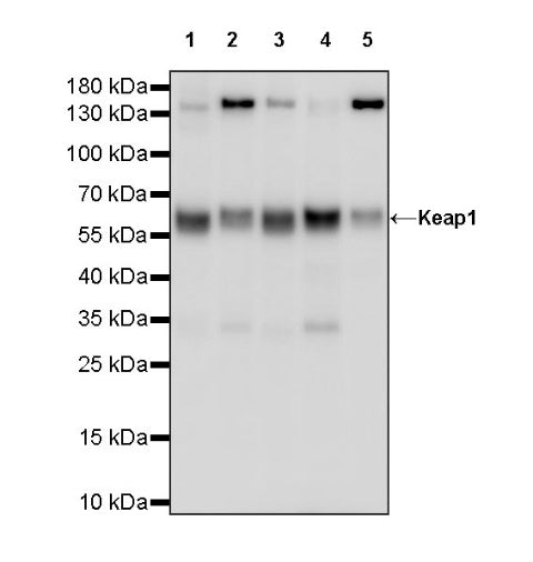 Keap1 Recombinant Rabbit mAb (S-1520-8)